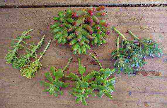 stonecrop planting and care in the open field in siberia