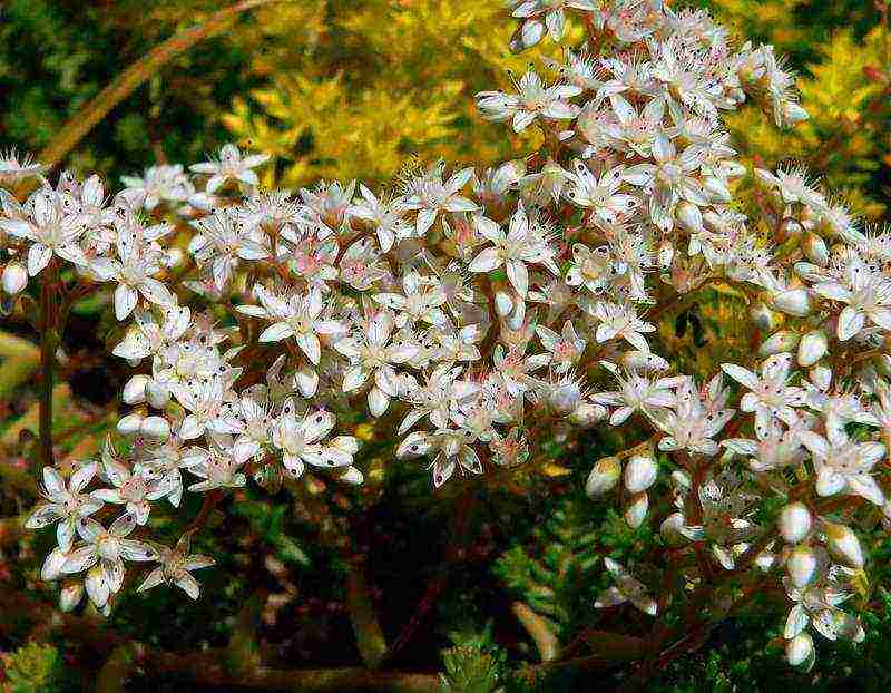 stonecrop planting and care in the open field in siberia