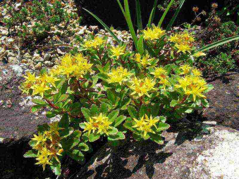 pagtatanim ng stonecrop at pangangalaga sa bukas na bukid sa siberia