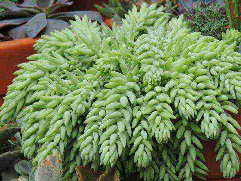 stonecrop planting and care in the open field in siberia