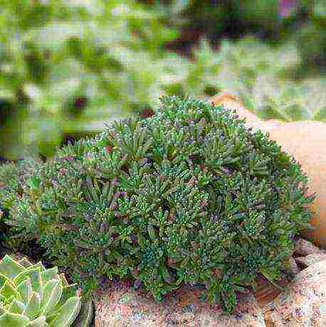 stonecrop planting and care in the open field in siberia