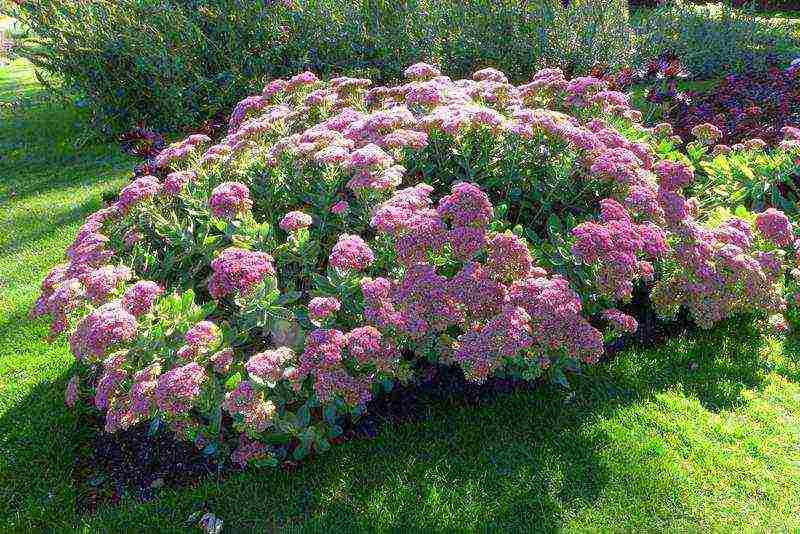 stonecrop planting and care in the open field in siberia