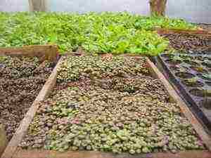 stonecrop planting and care in the open field in siberia