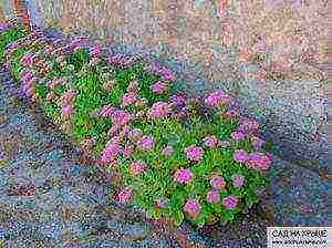 stonecrop planting and care in the open field in siberia