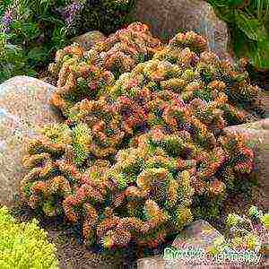 stonecrop planting and care in the open field in siberia