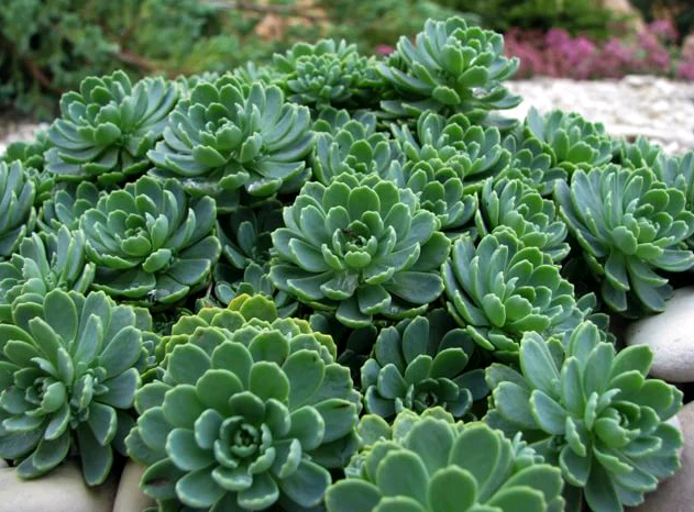 stonecrop planting and care in the open field in siberia