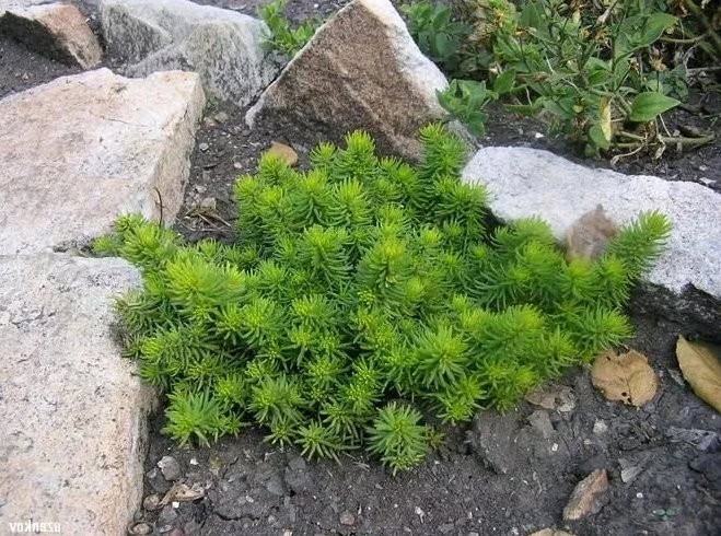 pagtatanim ng stonecrop at pangangalaga sa bukas na bukid sa siberia