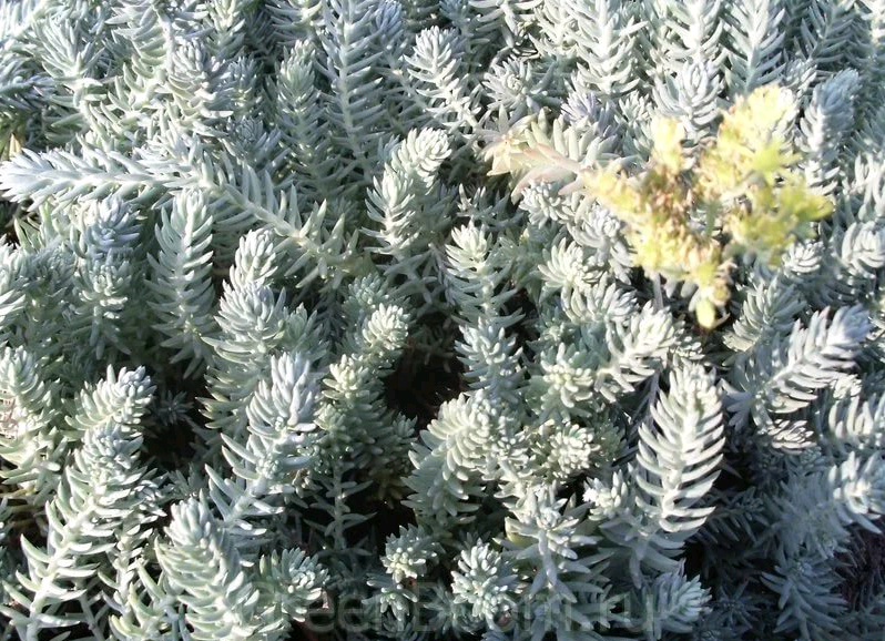 pagtatanim ng stonecrop at pangangalaga sa bukas na bukid sa siberia