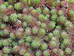 stonecrop planting and care in the open field in siberia