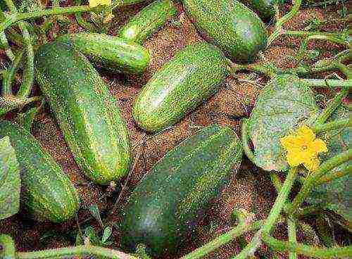 cucumbers for open ground for the Moscow region planting and care