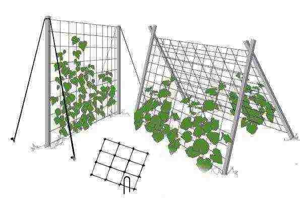 cucumbers planting and care in the open field on a trellis