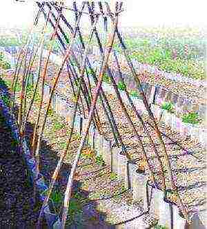 cucumbers planting and care in the open field on a trellis