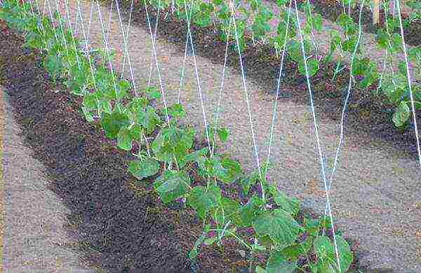 cucumbers planting and care in the open field on a trellis