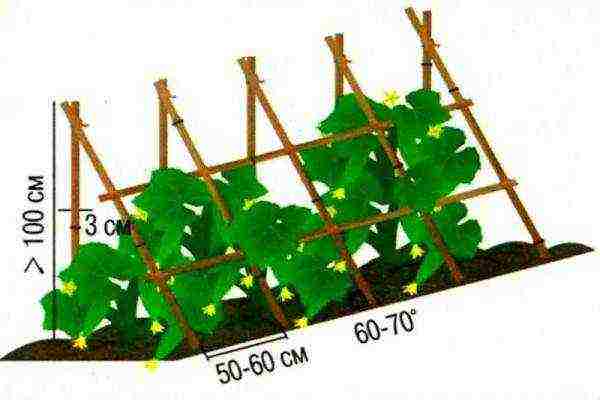 cucumbers planting and care in the open field on a trellis