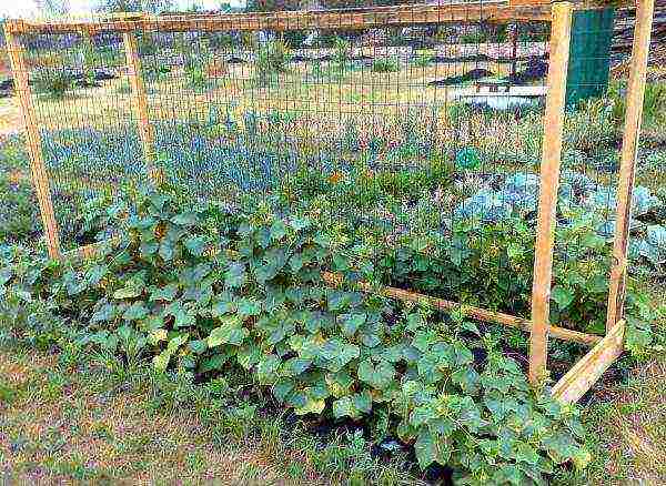 cucumbers planting and care in the open field on a trellis