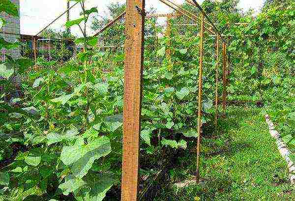 cucumbers planting and care in the open field on a trellis