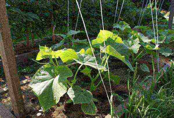 cucumbers planting and care in the open field on a trellis