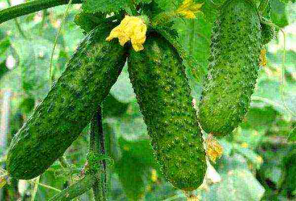 cucumbers planting and care in the open field on a trellis