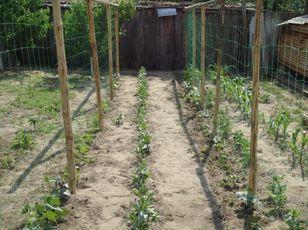 cucumbers planting and care in the open field on a trellis