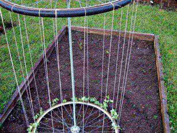 cucumbers planting and care in the open field on a trellis