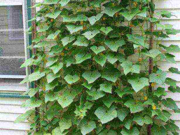 cucumbers planting and care in the open field on a trellis