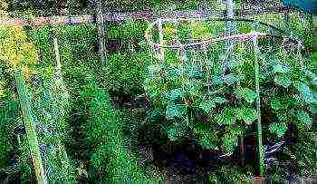 cucumbers planting and care in the open field on a trellis