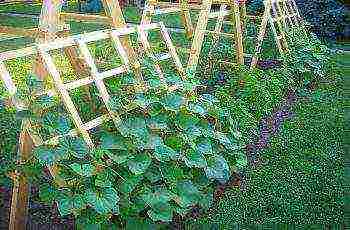 cucumbers planting and care in the open field on a trellis