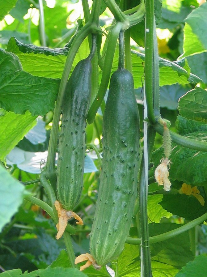 cucumber varieties are good