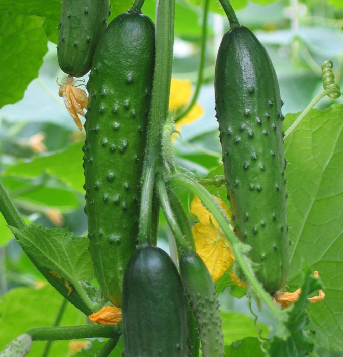 cucumber varieties are good