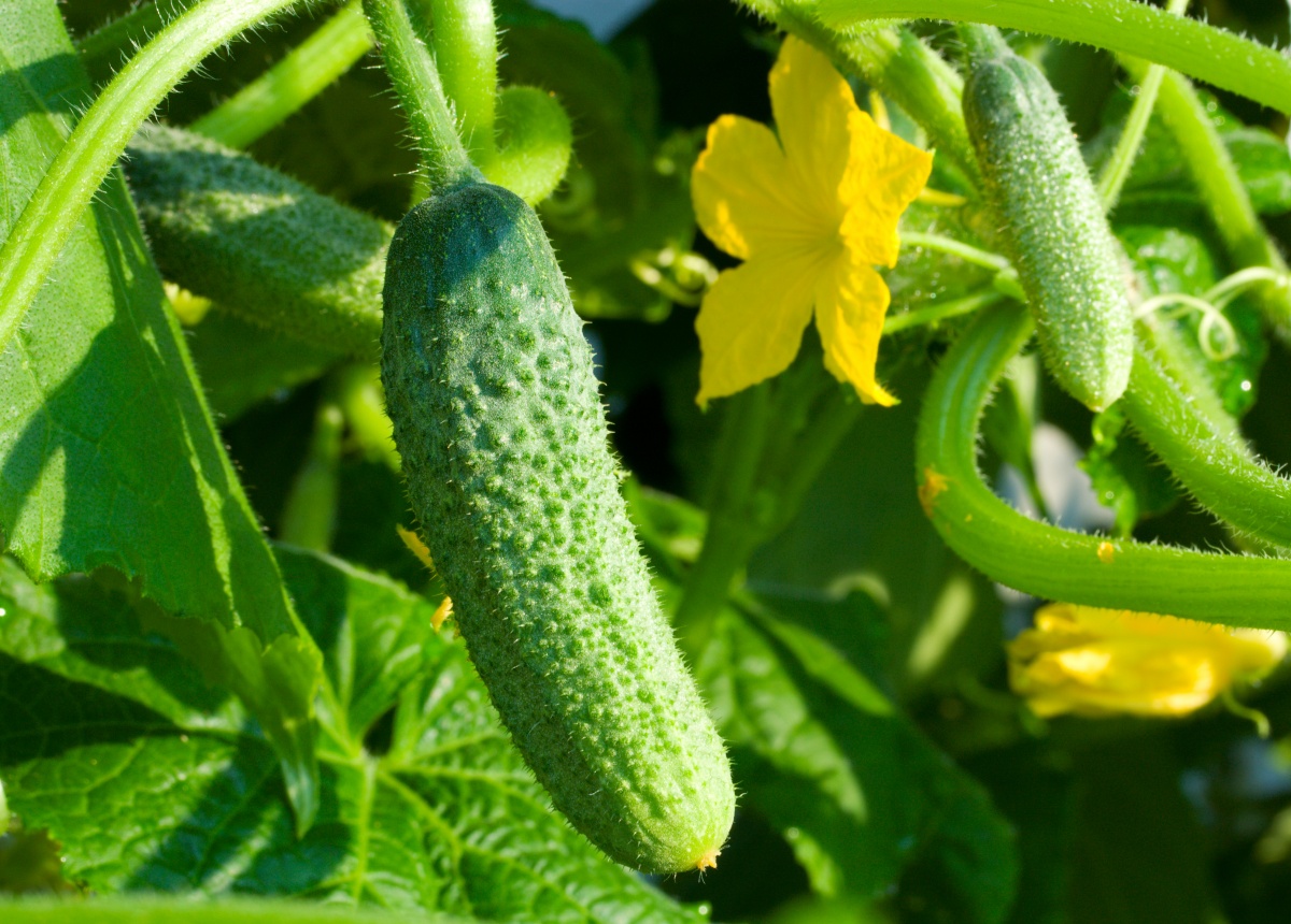 cucumber varieties are good