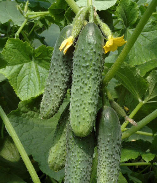 cucumber varieties are good