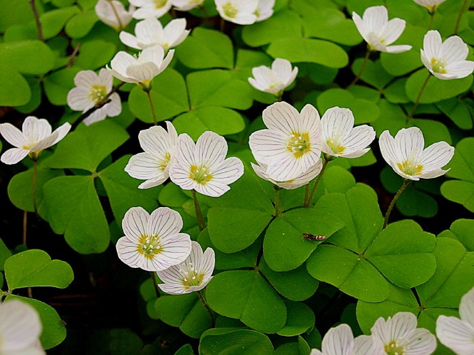 oxalis แหลมทอง การปลูกและดูแลกลางแจ้ง