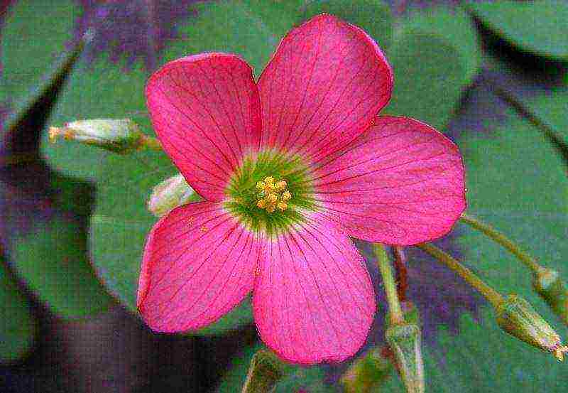 oxalis golden cape panlabas na pagtatanim at pangangalaga