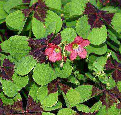 oxalis golden cape panlabas na pagtatanim at pangangalaga