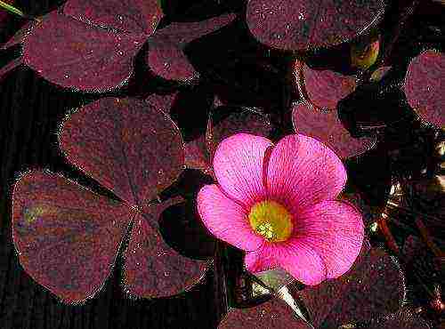 oxalis golden cape outdoor planting and care