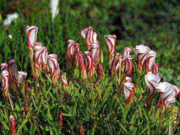 oxalis golden cape panlabas na pagtatanim at pangangalaga