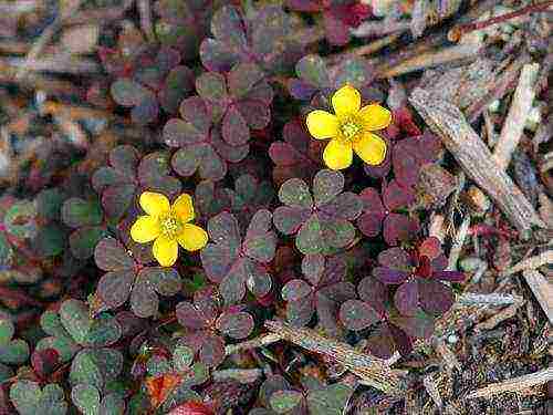 oxalis แหลมทอง การปลูกและดูแลกลางแจ้ง