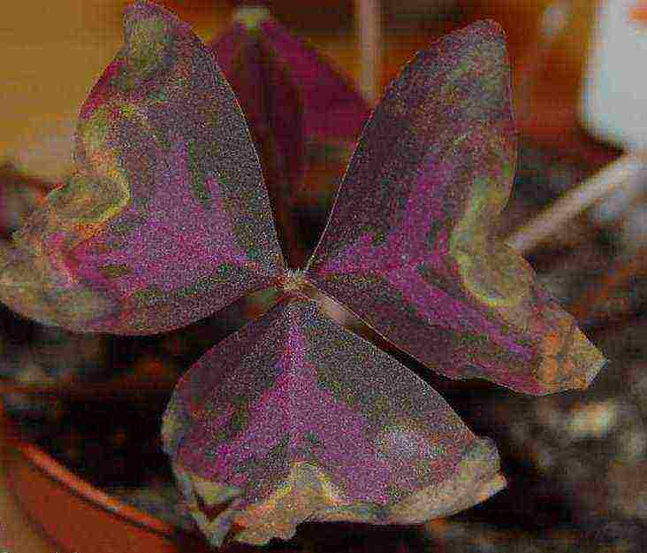 oxalis แหลมทอง การปลูกและดูแลกลางแจ้ง