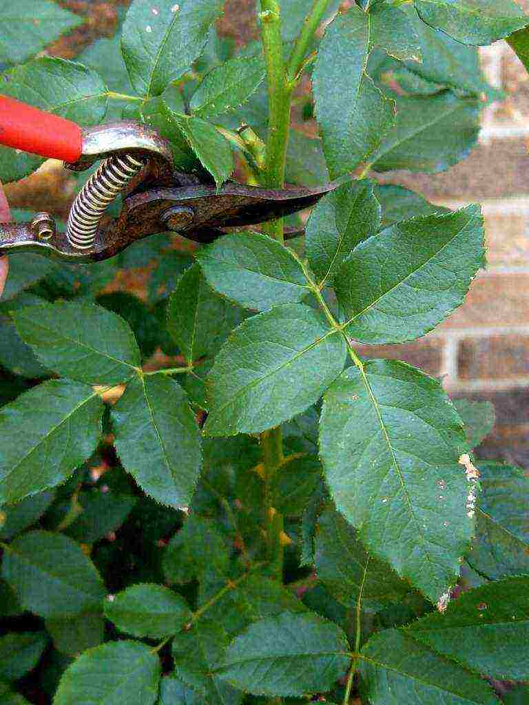 autumn planting of roses with an open root system in siberia