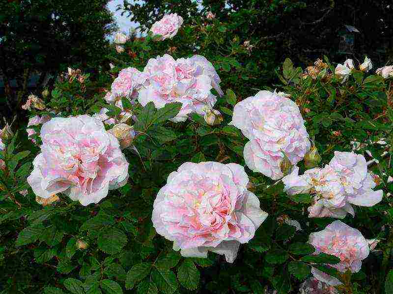 park rose shakespeare planting and care in the open field