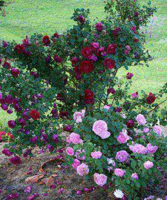 park rose shakespeare planting and care in the open field