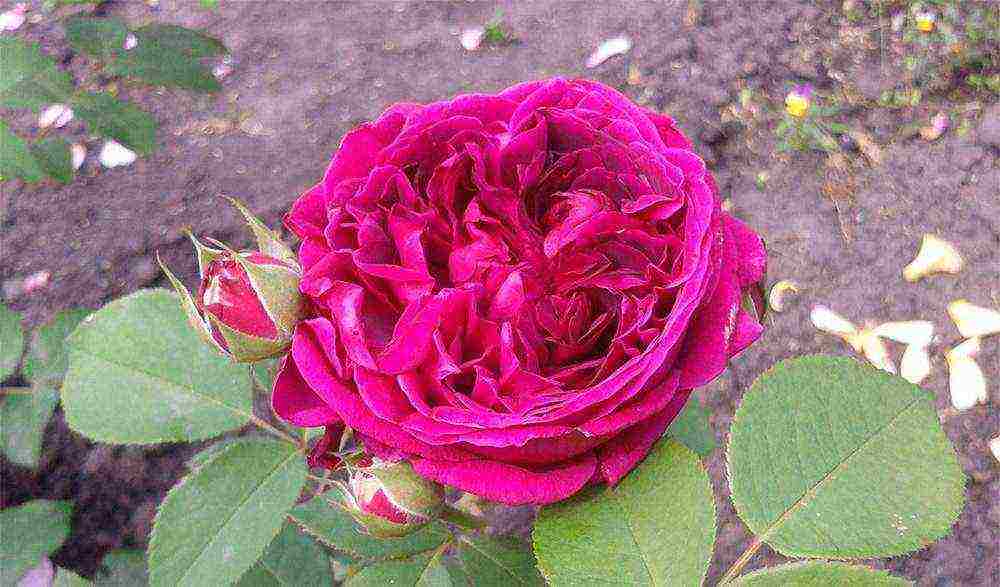 park rose shakespeare planting and care in the open field