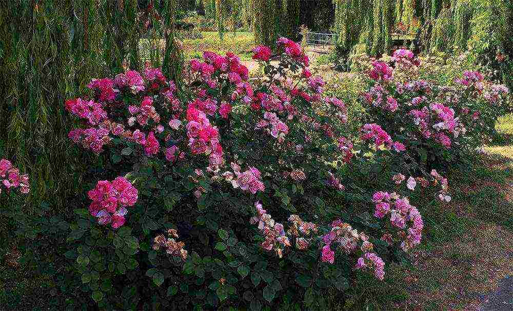 park rose shakespeare planting and care in the open field