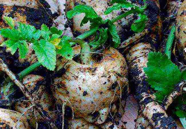 parsnips the best varieties