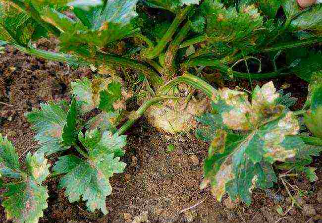 parsnips the best varieties