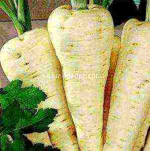 parsnips ang pinakamahusay na mga pagkakaiba-iba