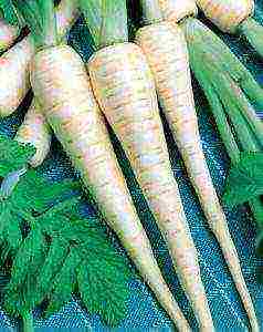 parsnips the best varieties