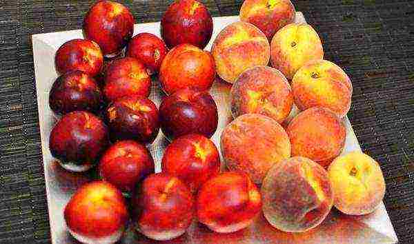 peaches are the best varieties