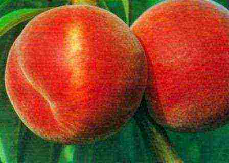 peaches are the best varieties