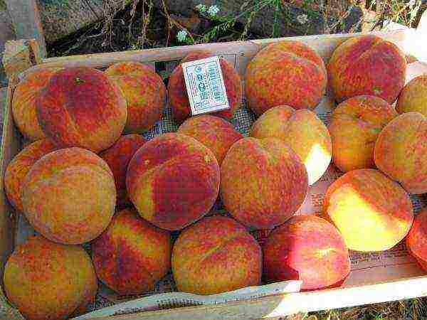 peaches are the best varieties